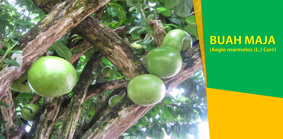 Khasiat Buah Maja Obati Diabetes